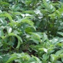Solanum tuberosum (pomme de terre)