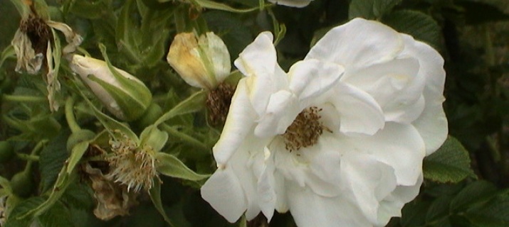 Rosa x rugosa 'Blanc Double de Coubert'