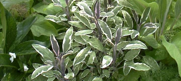 Salvia officinalis