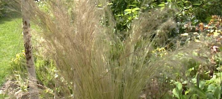 Stipa tenuifolia