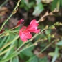 Schizostylis coccinea