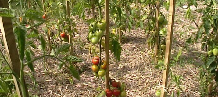 Solanum lycopersicum (tomate)