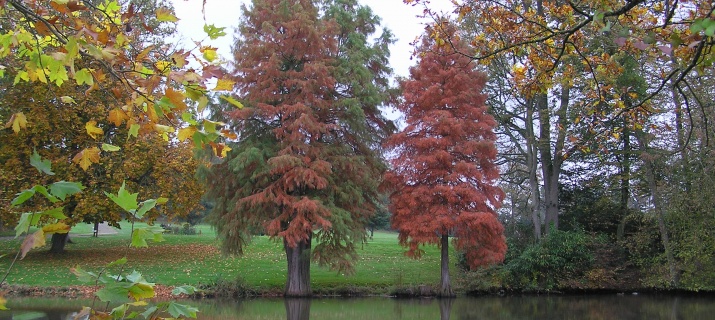 Taxodium