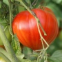 Solanum lycopersicum (tomate)