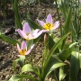 Tulipa