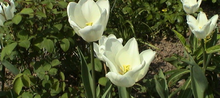 Tulipa