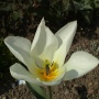 Tulipa