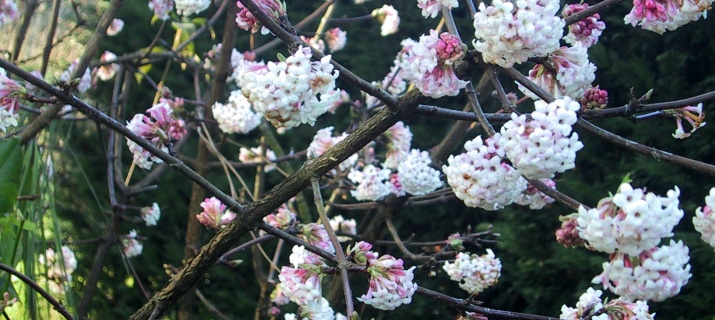 Viburnum X Bodnantense