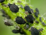 Conférence : Les pucerons et leur environnement, comment maîtriser leurs pullulations