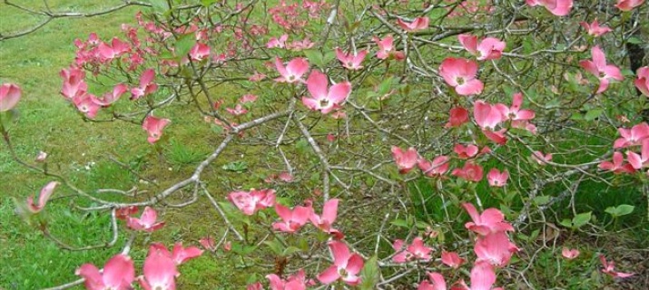 Cornus Florida