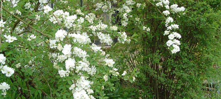 Exochorda