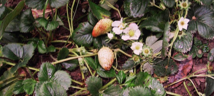 Fragaria (fraisier)