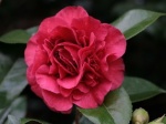 Conférence : L'adaptabilité des camellias