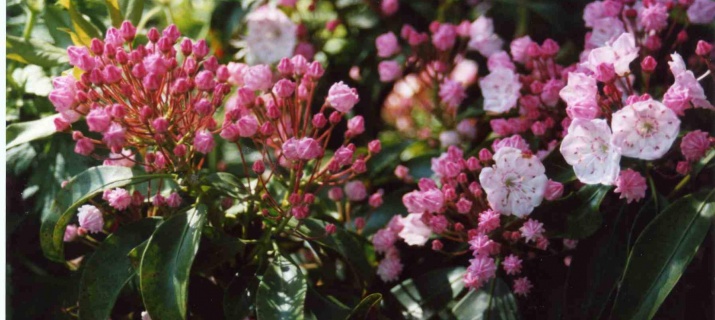 Kalmia