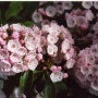 Kalmia