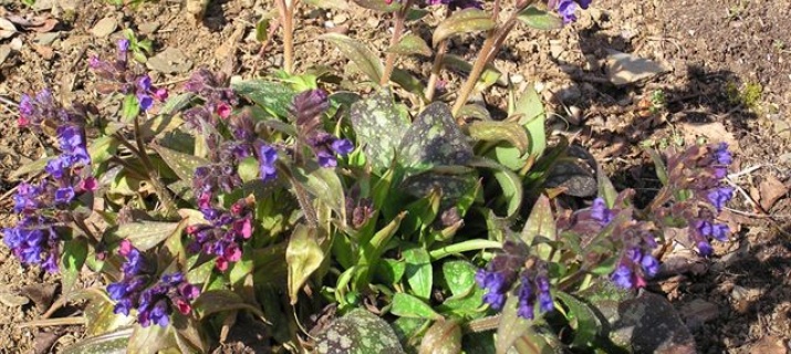 Pulmonaria