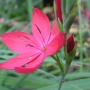 Schizostylis coccinea