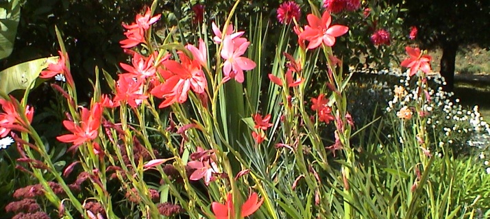 Schizostylis coccinea