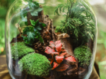 Conférence : Les terrariums